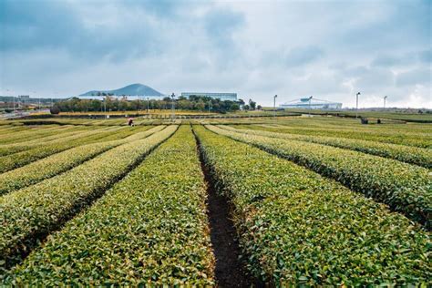 Osulloc Green Tea Field In Jeju Island Korea Stock Photo Image Of