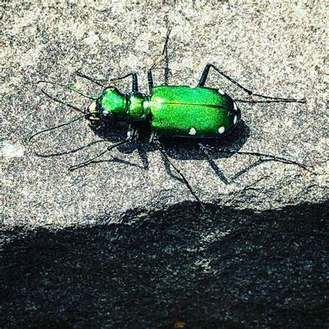 Metallic Green Beetle Green Beetle Instagram Posts Instagram