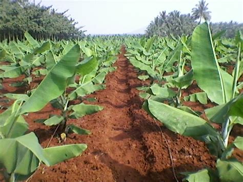 Tissue Culture Banana Seedlings Oxfarm Organic Ltd