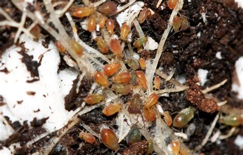Cannabis Pests Root Aphids Fungus Gnats And Other Fun Bugs