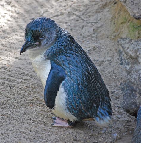 Filelittle Blue Penguin Eudyptula Minor Adelaide Zoo