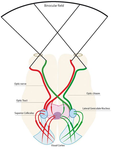 Visual Pathway In A Primate The Superior Colliculus Lateral