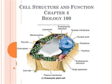 Ppt Cell Structure And Function Chapter 4 Biology 100 Powerpoint