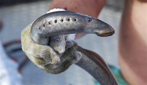 Pacific Lamprey Return To White Salmon River The Columbian