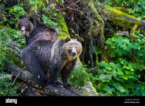 Grizzly Bear Cubs Standing On A Fallen Tree Along Knight Inlet In