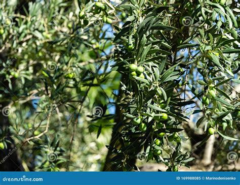 Close Up Beautiful Green Olives On Branches Olive Trees Olea Europaea