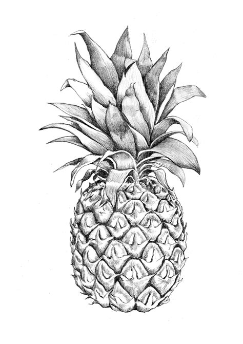 Pineapple Drawings Related Keywords And Suggestions Pineapple