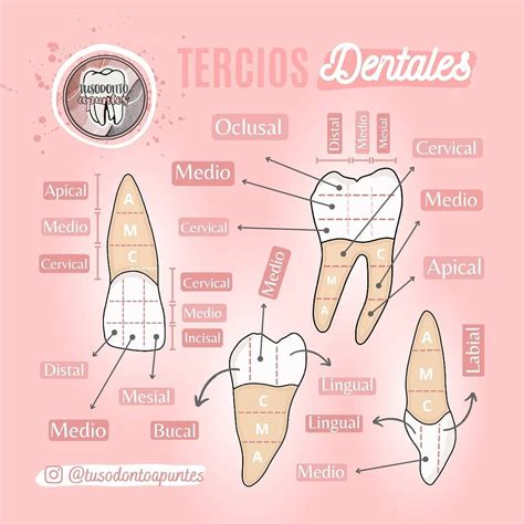 Odontología Odontología Anatomía Dental Imagenes Dentista