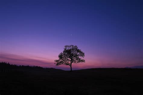 Tree Night Moon Sky Lonely Wallpaper And Background