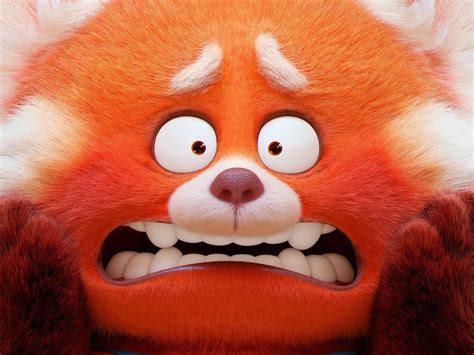 Scared Red Panda