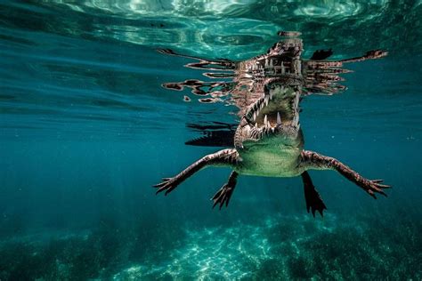 The Most Beautiful Crocodile Photos Weve Ever Seen Focusing On Wildlife