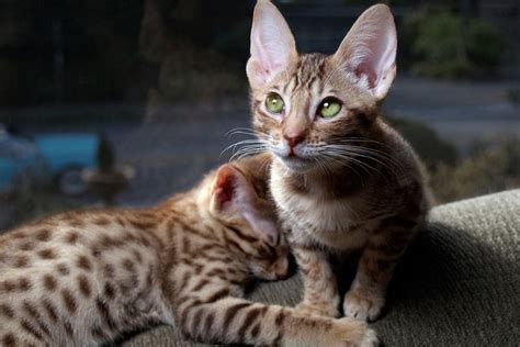 8 Of The Most Adorable Cats With Big Ears Fluffy Kitty