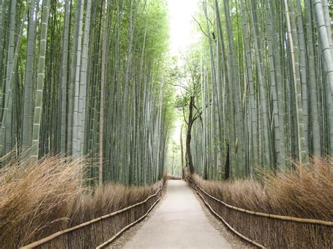 The Bamboo Forest Of Sagano Has Beautiful Sounds That Must Be Preserved