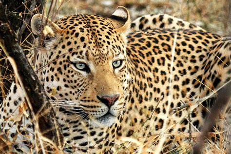 Leopard Eyes Photograph By Tom Cheatham