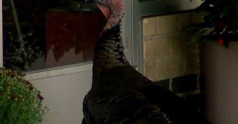Aggressive Wild Turkey Dubbed Penny Killed In Bloomington Cbs Minnesota