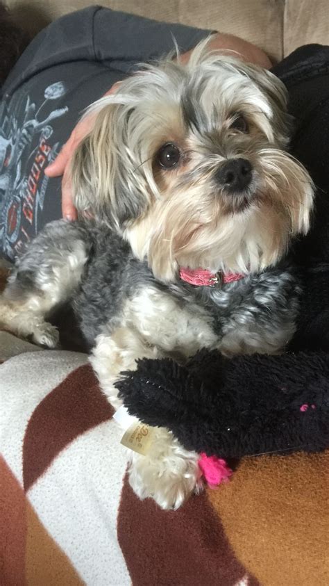 Pepper The Maltese Yorkie Mix Morkie Cute Animals Cute Dogs