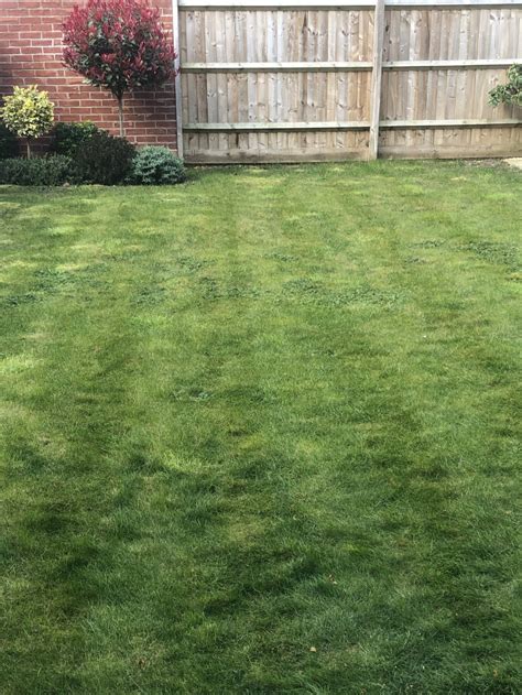 Lawn Moss And Weed Issues — Bbc Gardeners World Magazine