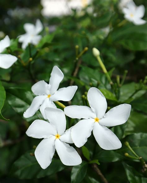 Royal Land Live Chinese Crape Jasmine Flower Plant Bushy White Small