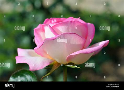 Pink Rose Stock Photo Alamy