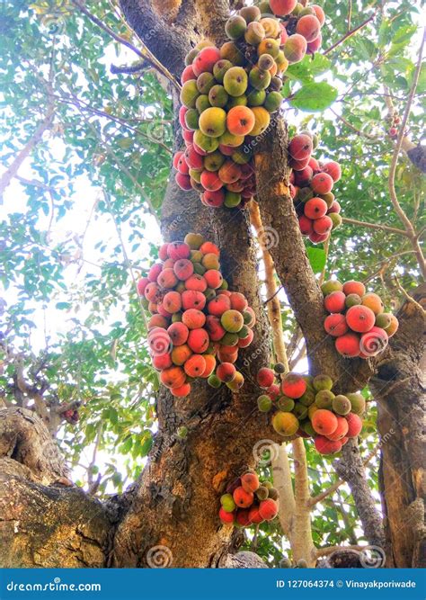 Umbar Gular Fruit Tree India Stock Photo Image Of India Cluster