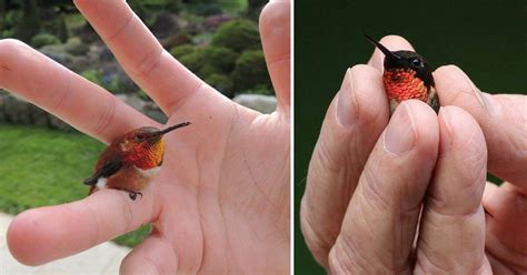 Meet The Bee Hummingbird The Smallest Bird In The World