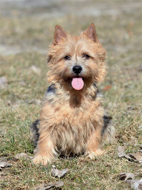 The norwich terrier and the norfolk terrier was once the same breed, with two different ear types, but were separated by the english in 1964. Norwich Terrier 2019 Charakter - Wesen | Hunde-fan.de