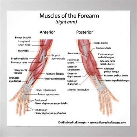 Muscles Of Forearm Anterior And Posterior View Poster Zazzle