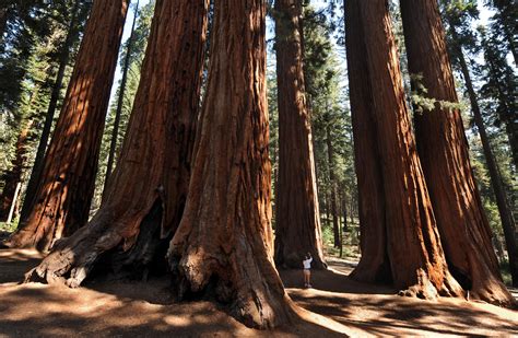 On this day people send funny and happy ca day quotes with images, wishes, status, greetings. Arbor Day 2016 Facts, Quotes And Activities To Celebrate Trees
