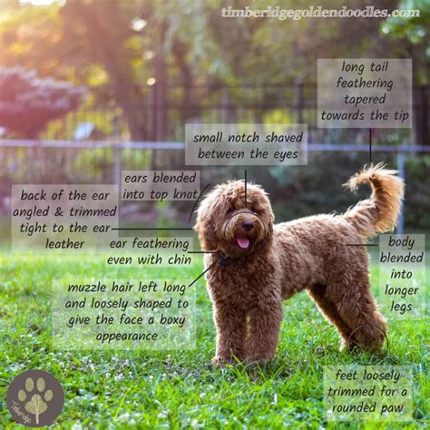 An english teddy bear goldendoodle is a hybrid breed between a poodle and an english creme golden retriever. The Teddy Bear Goldendoodle Haircut - Timberidge Goldendoodles in 2020 | Goldendoodle haircuts ...