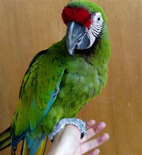 Military Macaw For Sale Military Macaw Parrot For Sale