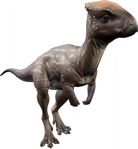Homalocephale Jurassic World Evolution Wiki Fandom In 2020