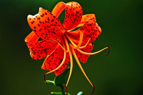 One Poets Notes Photo Of The Week Tiger Lily