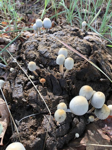 Are These Panaeolus Cyanescens Rshroomery