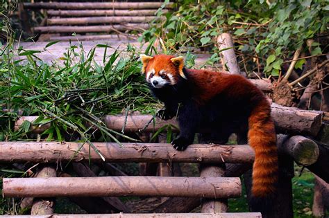 Photo Red Panda Giant Panda Bear Tail Animals