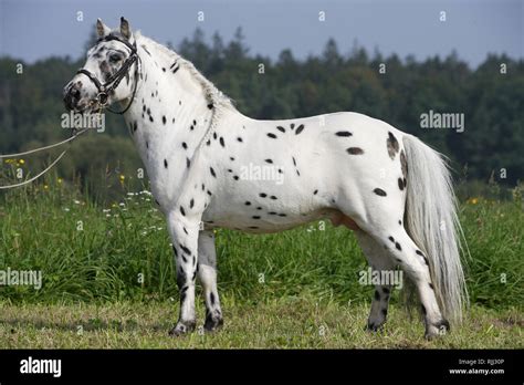 Appaloosa Pony High Resolution Stock Photography And Images Alamy