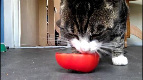 For cats, they don't have enough nutritional elements that promote. Can Cats Eat Tomatoes?
