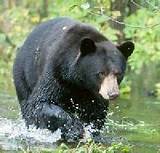 Pictures of New Jersey Bear Hunting Outfitters