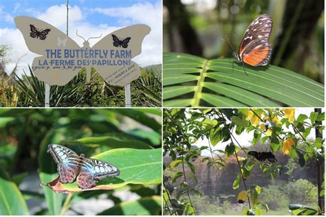 The Butterfly Farm St Maarten Places Ive Been Pinterest
