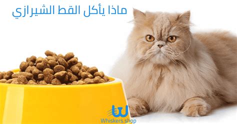 ماذا يأكل القط