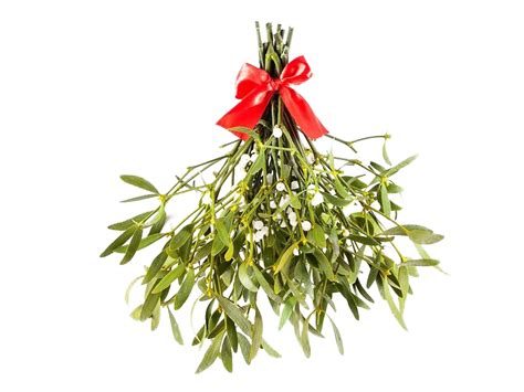 Hanging Mistletoe Transparent : Select from premium hanging mistletoe png image