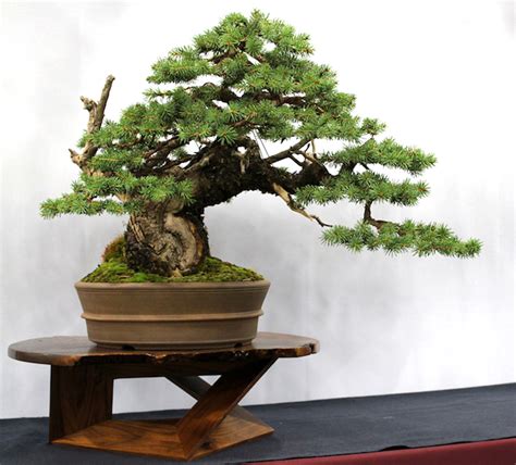 A Powerful Colorado Blue Spruce Bonsai And Its Story Of Age