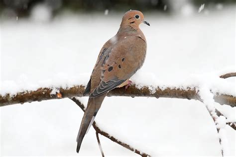 Backyard Winter Birds In Pennsylvania Bird Advisors