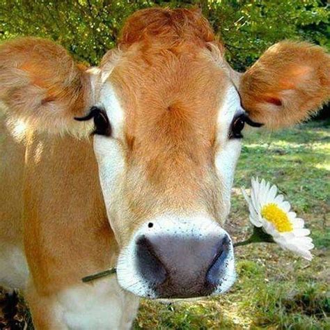 In Celebration Of Summer We Give You Daisy The Worlds Most Gorgeous Cow Cow Pictures Cute