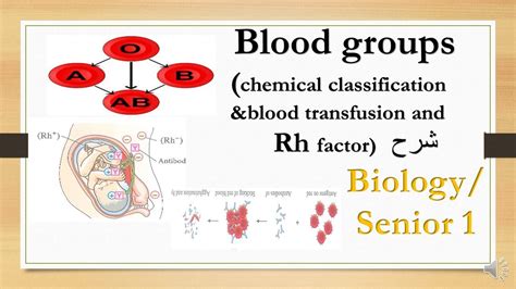 Blood Groups Transfusionand Rh Factor Biology 1st Secondary شرح Youtube