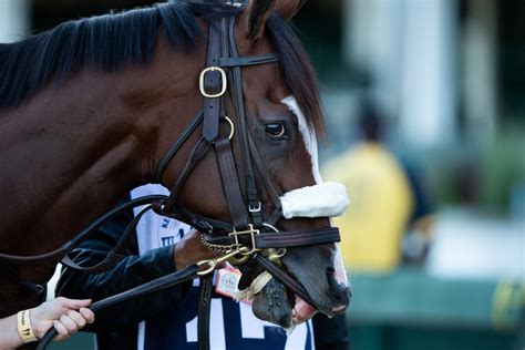 Tiz The Law To Skip Preakness Prepare For Breeders Cup
