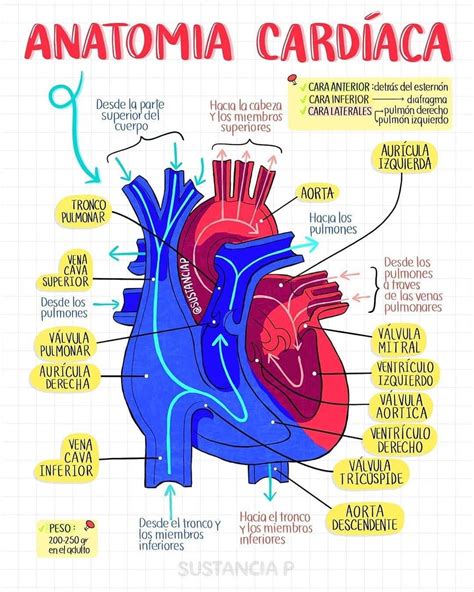 Pin De Andrea Otero En Aparato Cardiovascular Anatomia Cardiaca