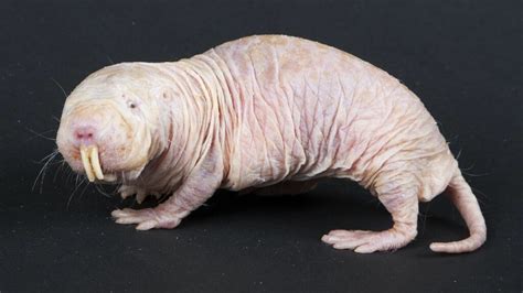 Naked Mole Rats Survive Without Oxygen By Turning Into Plants
