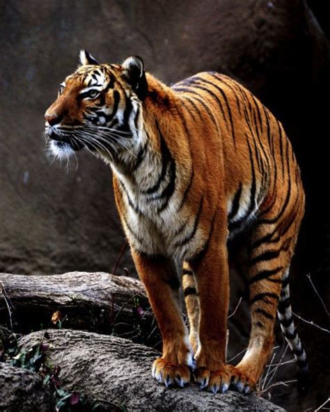 Tigers Still Roam Wild In These 13 Tiger Range Countries With Images