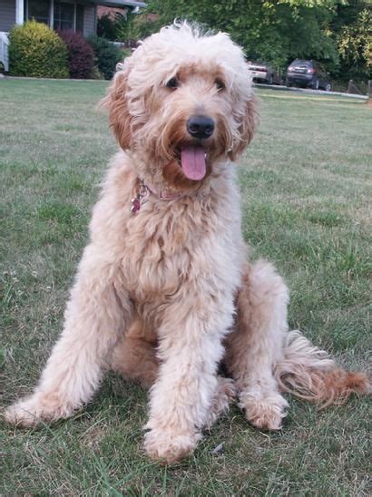 Located in utah and now a satellite. Goldendoodles in Indiana | Random Things I Love | Pinterest | Goldendoodles, Doodles and Golden ...
