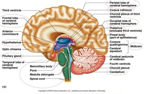 Parts Of The Brain Labelled Diagram Human Anatomy